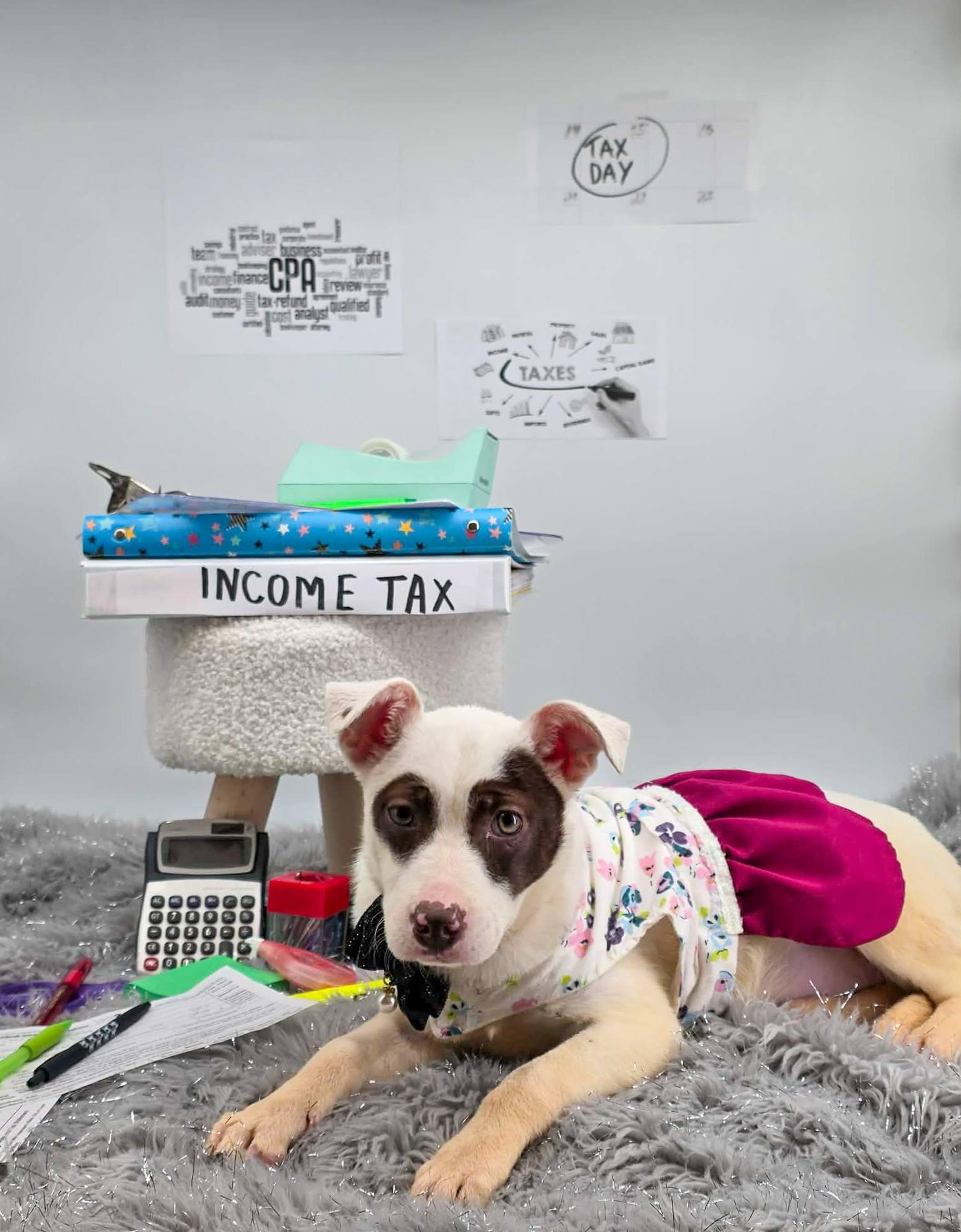 Enlarge CPA, a ADOPTABLE mixed breed in Sevierville, TN image 3/3