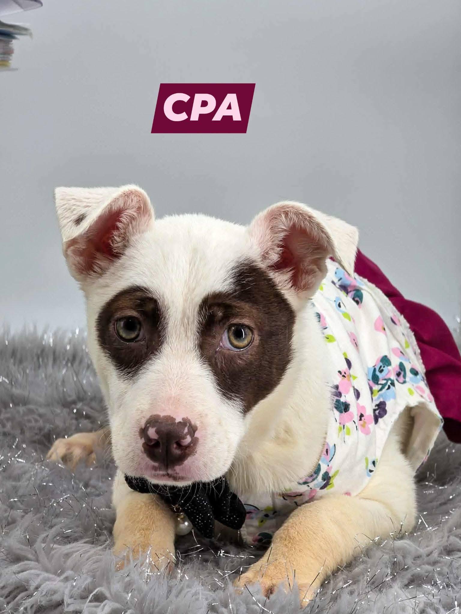 CPA, ADOPTABLE, Puppy Female Hound & Labrador Retriever.