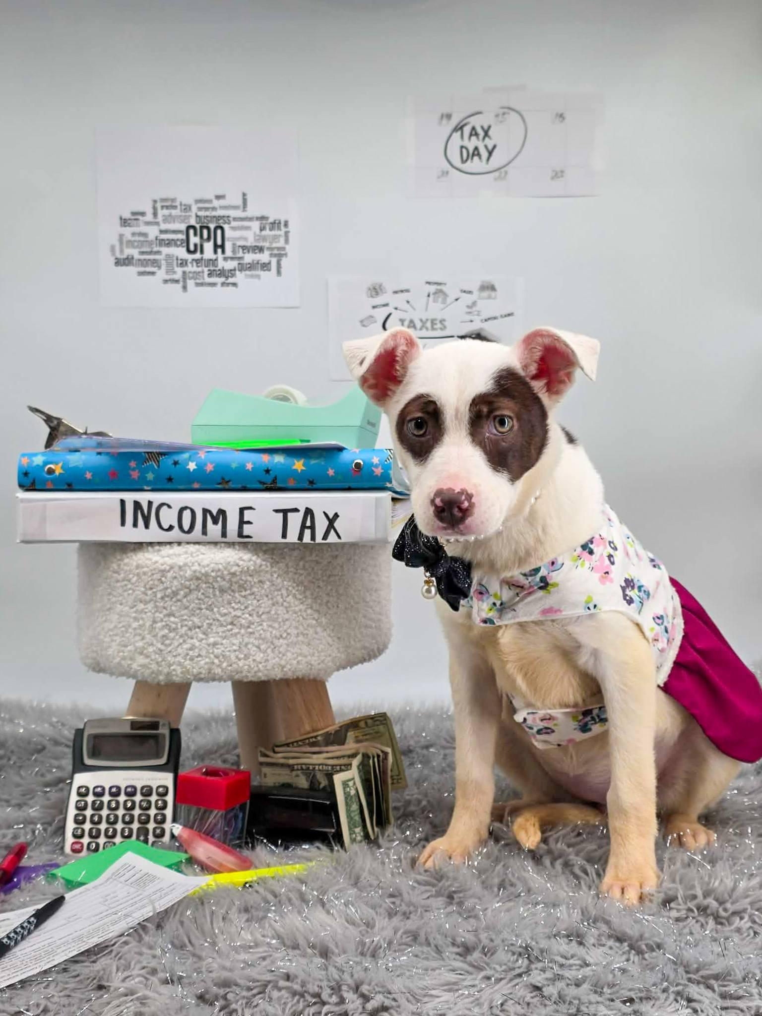 Enlarge CPA, a ADOPTABLE mixed breed in Sevierville, TN image 2/3