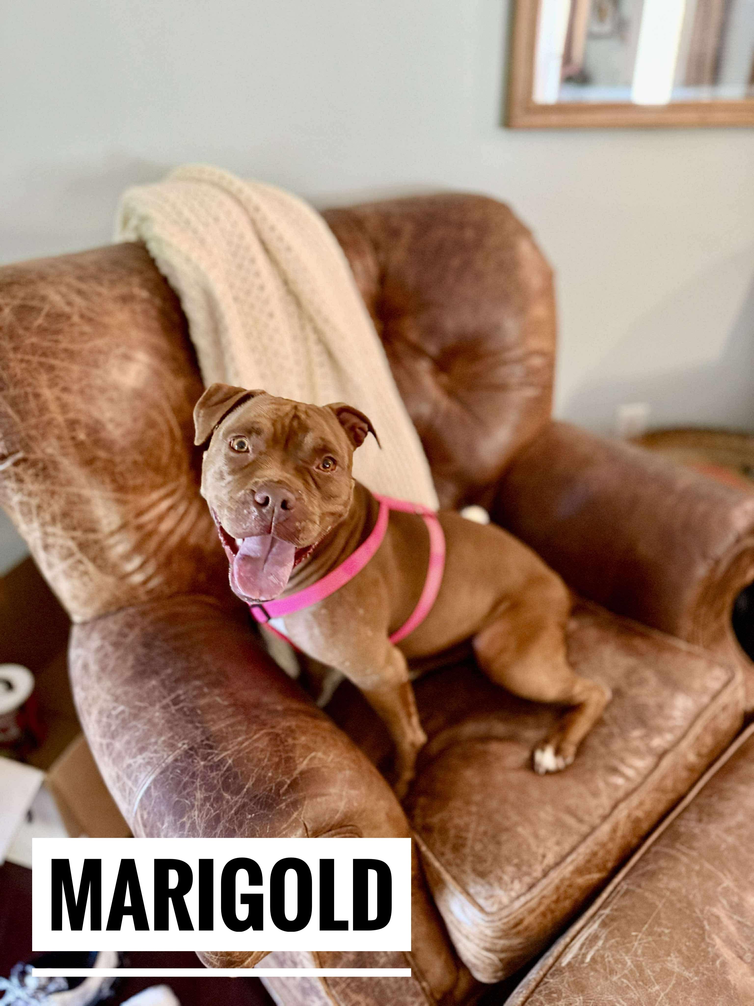 Marigold