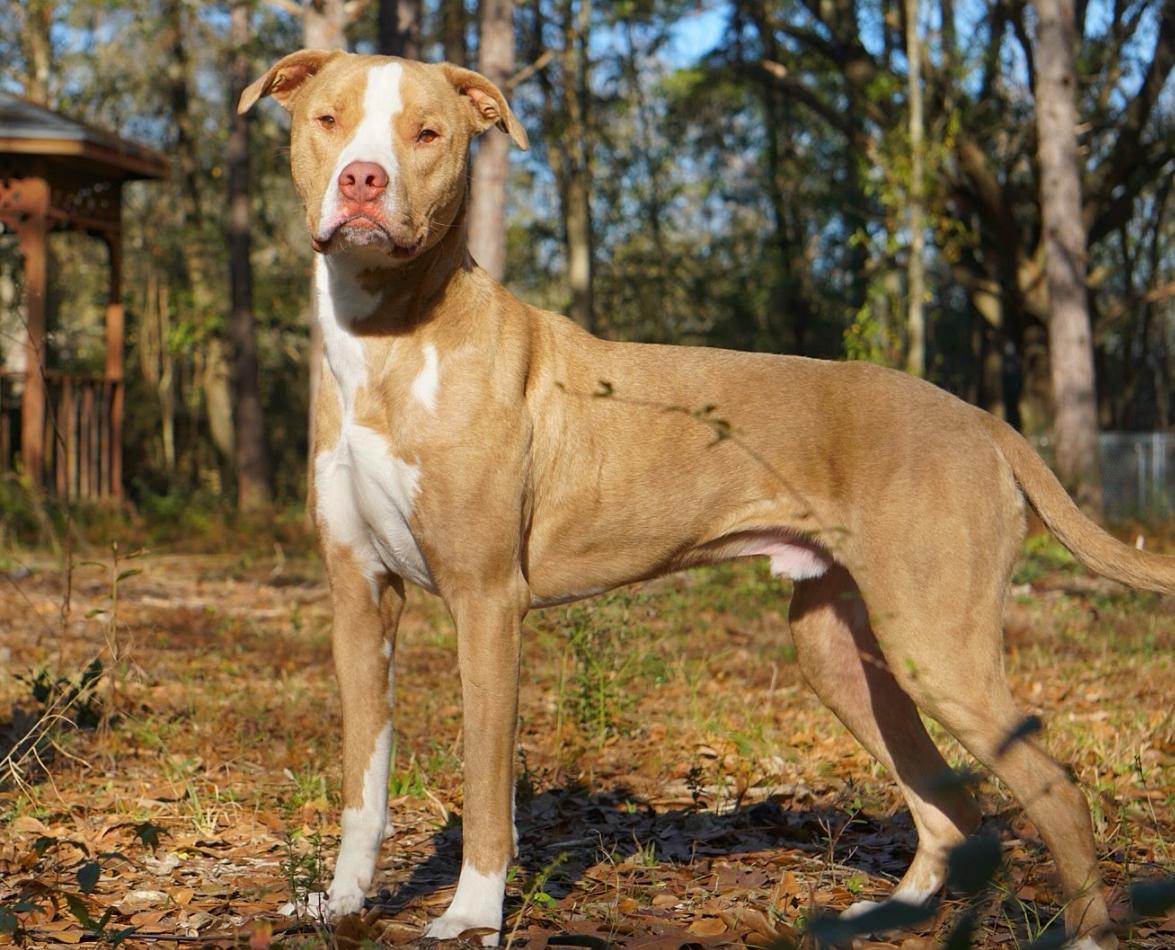 Stoli, adopted, Young Male Labrador Retriever & American Bulldog.
