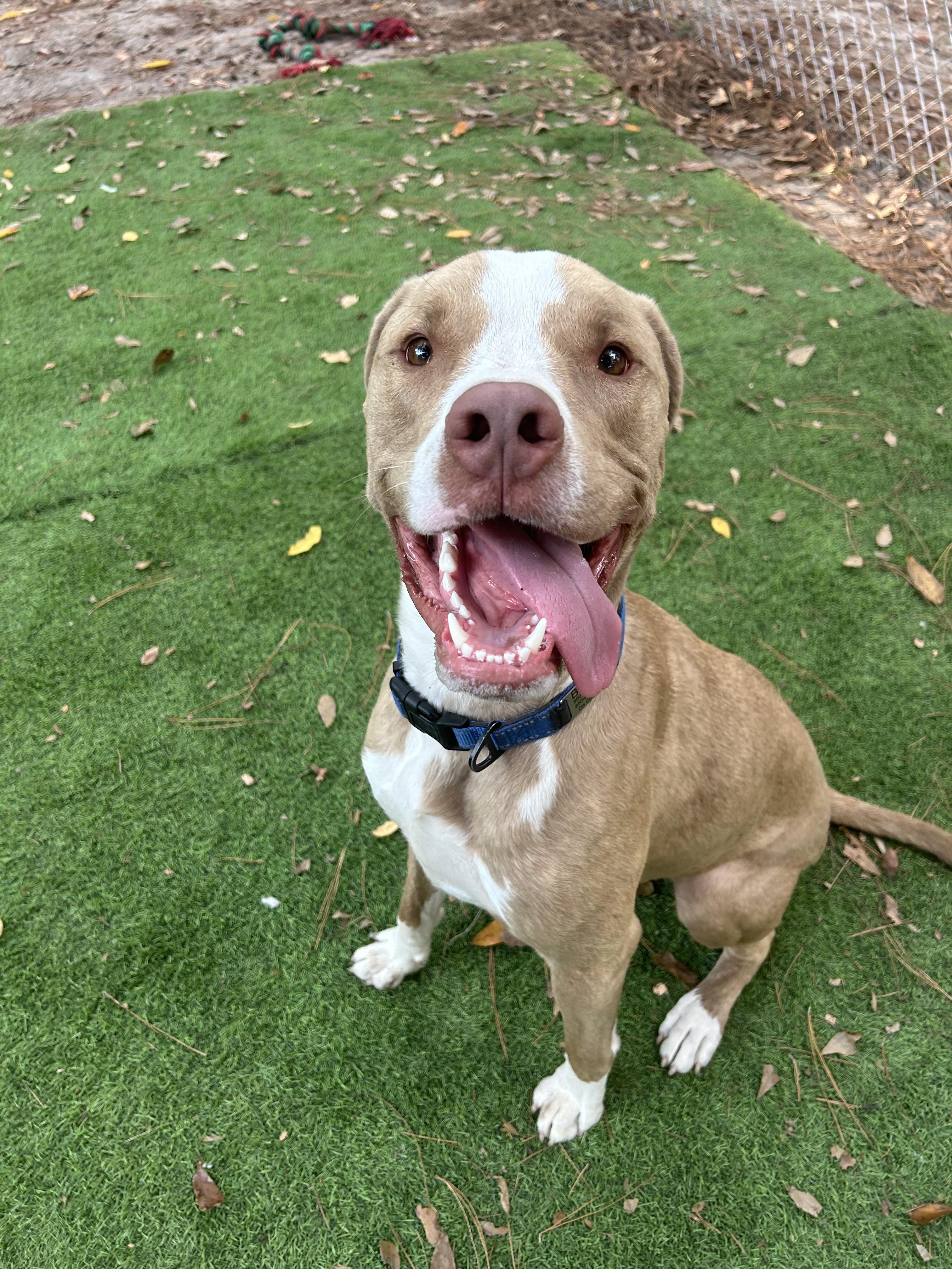 Enlarge Stoli, a Adoptable mixed breed in PENSACOLA, FL image 1/3