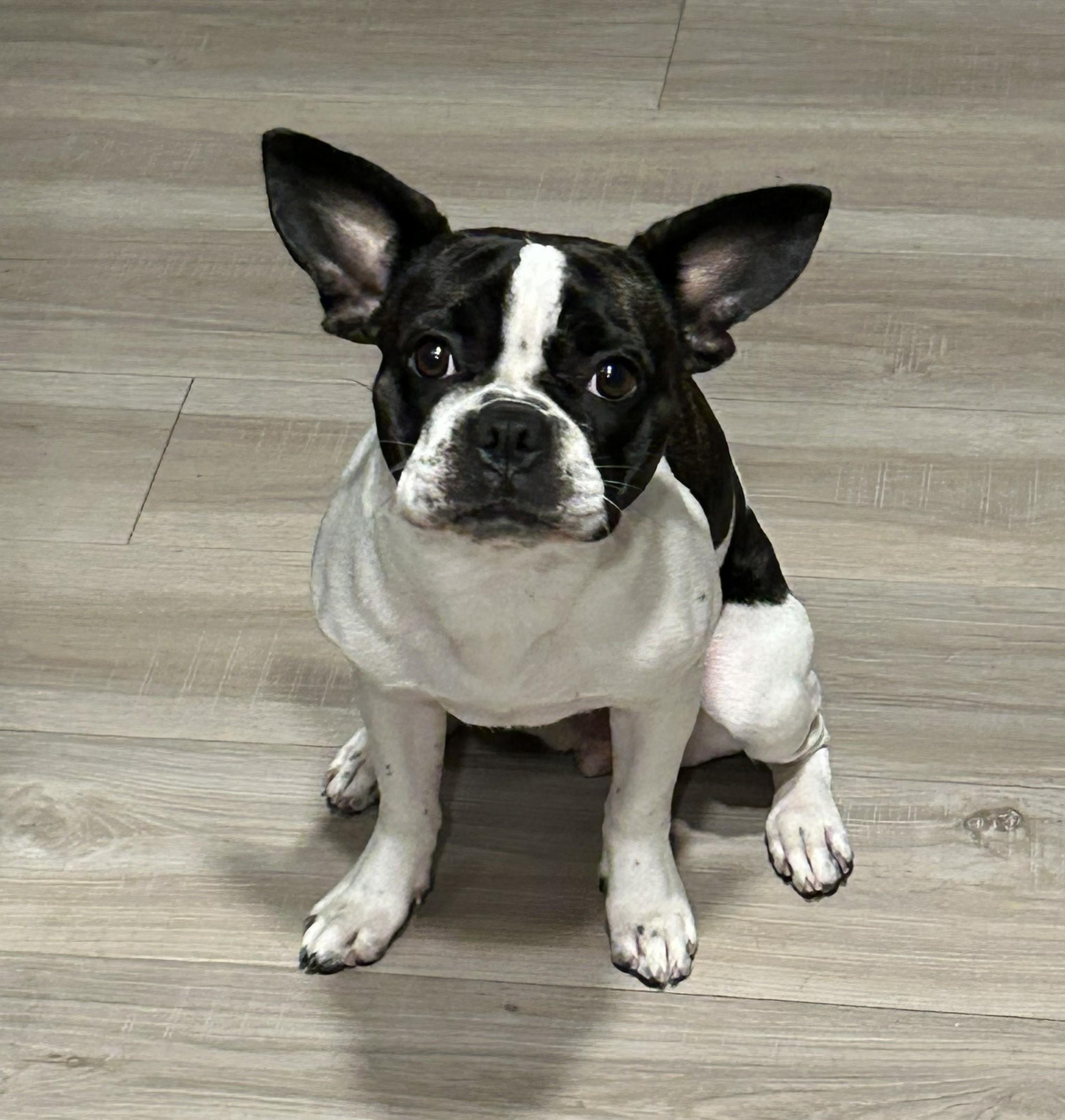 Enlarge Lollipop - Phoenix AZ area, a ADOPTABLE Boston Terrier in Mayer, AZ image 1/6