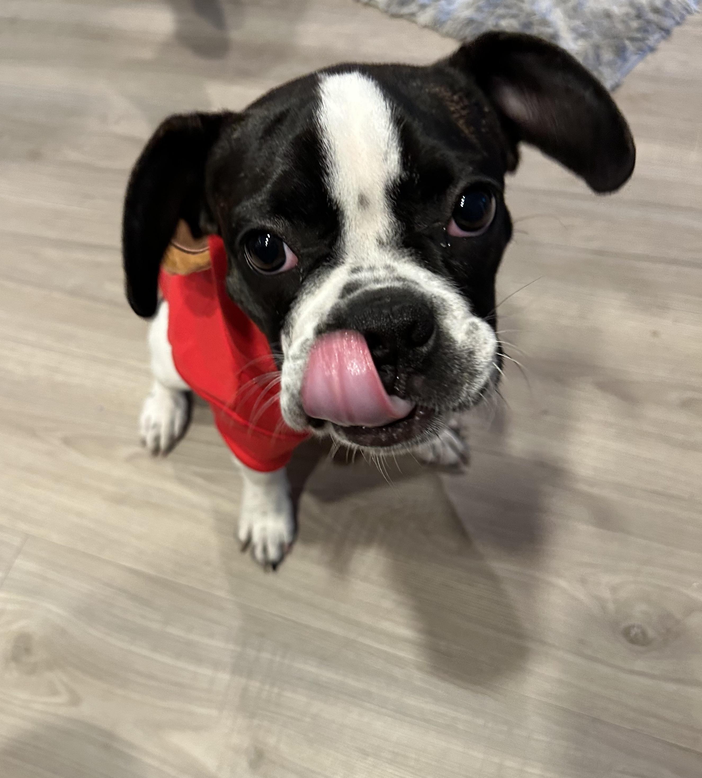 Enlarge Lollipop - Phoenix AZ area, a ADOPTABLE Boston Terrier in Mayer, AZ image 3/6