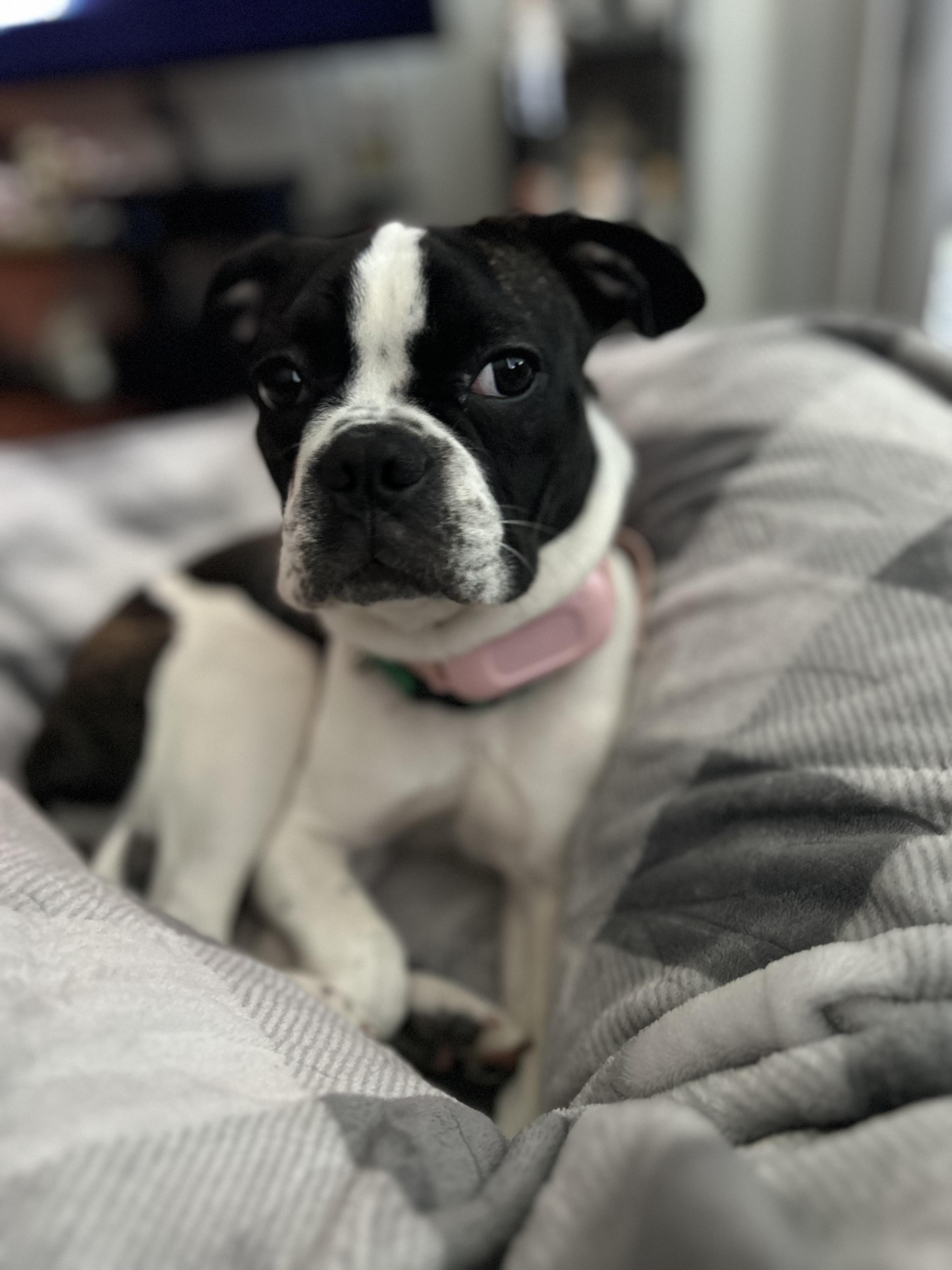 Enlarge Lollipop - Phoenix AZ area, a ADOPTABLE Boston Terrier in Mayer, AZ image 4/6