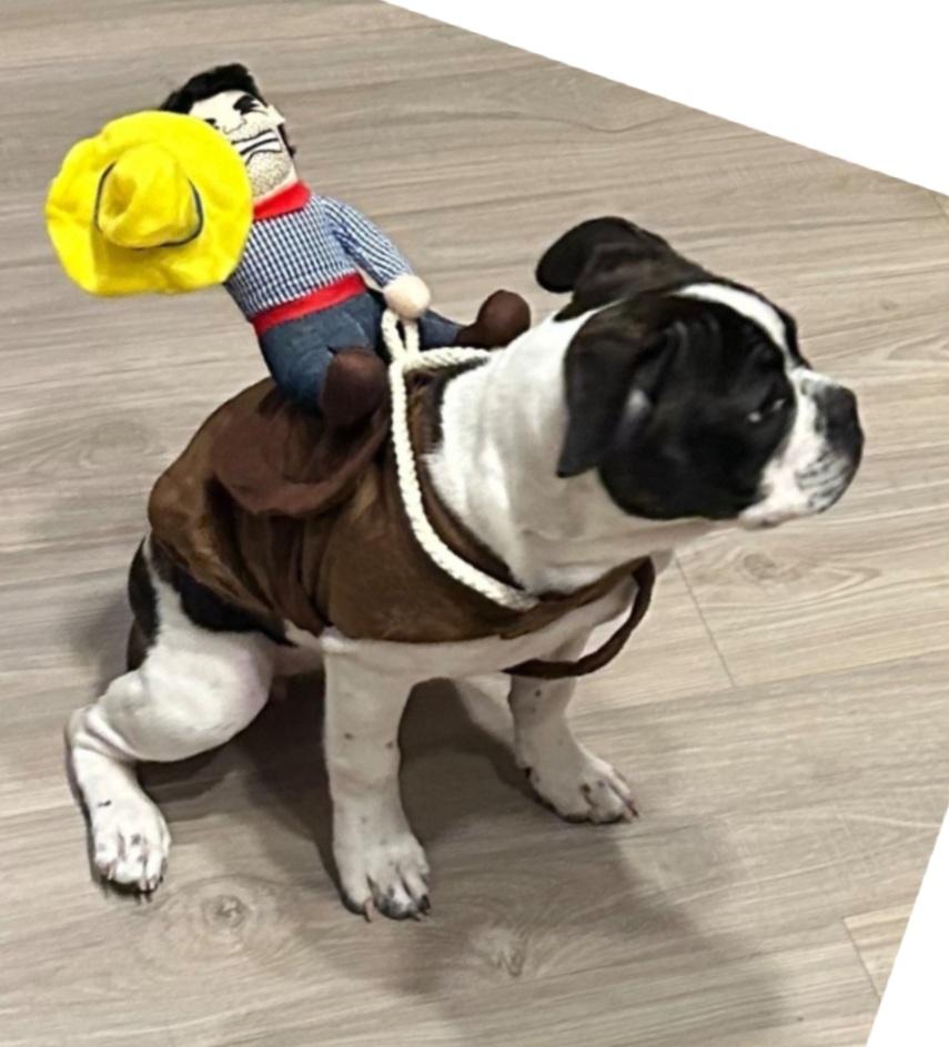Enlarge Lollipop - Phoenix AZ area, a ADOPTABLE Boston Terrier in Mayer, AZ image 6/6