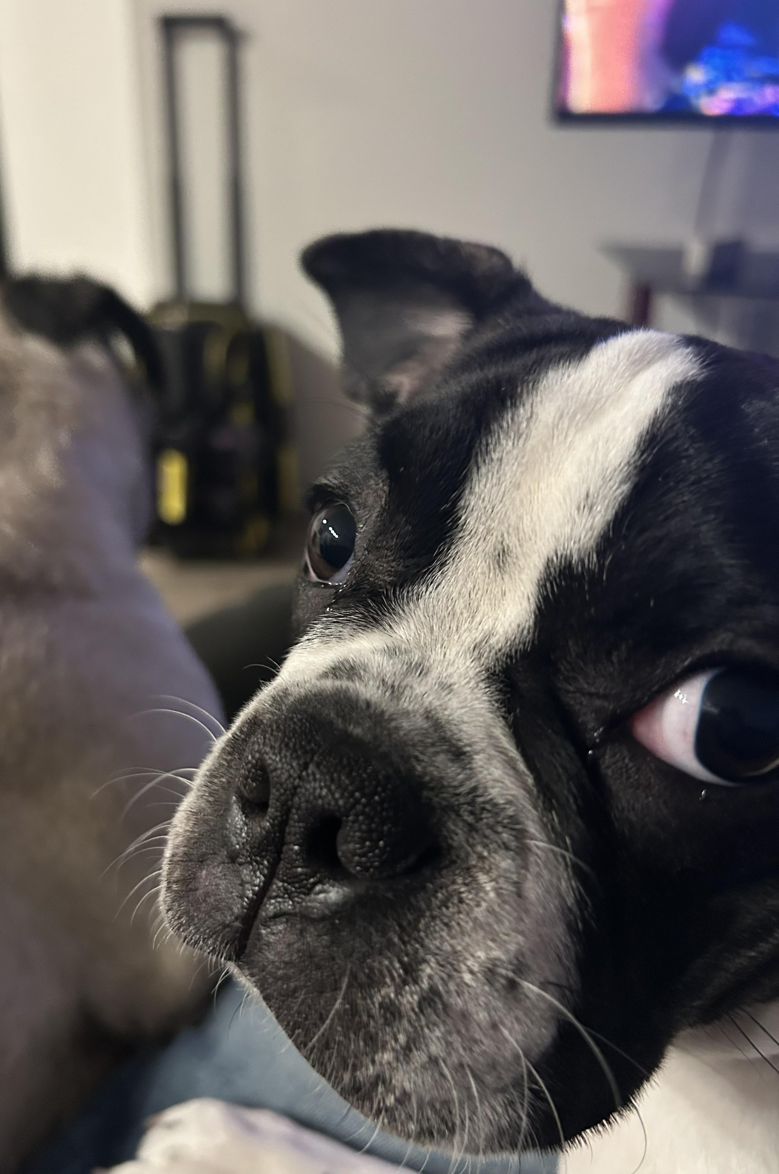 Enlarge Lollipop - Phoenix AZ area, a ADOPTABLE Boston Terrier in Mayer, AZ image 5/6