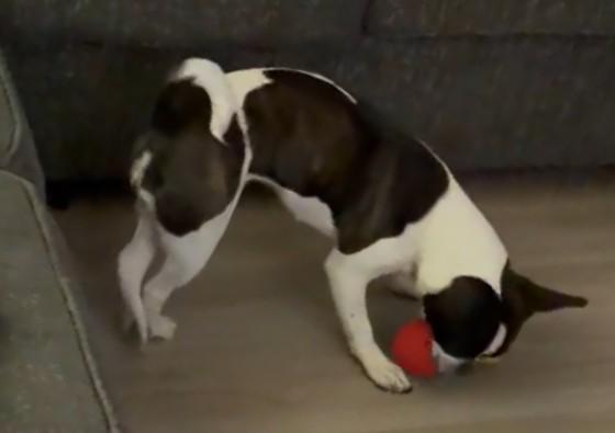 Enlarge Lollipop - Phoenix AZ area, a ADOPTABLE Boston Terrier in Mayer, AZ image 2/6