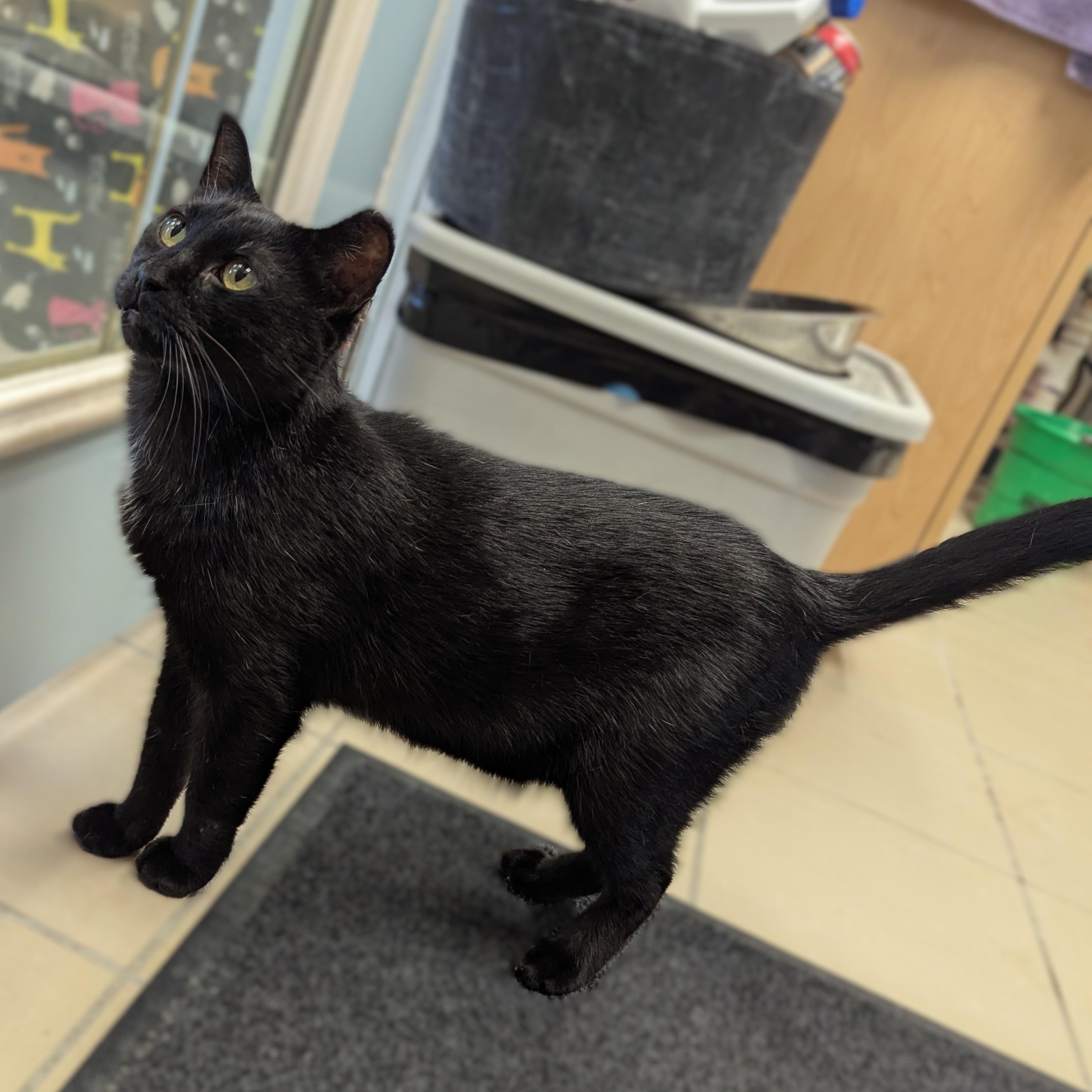 Enlarge INDY **FIV+, a Adoptable Domestic Short Hair in La Crescent, MN image 2/6