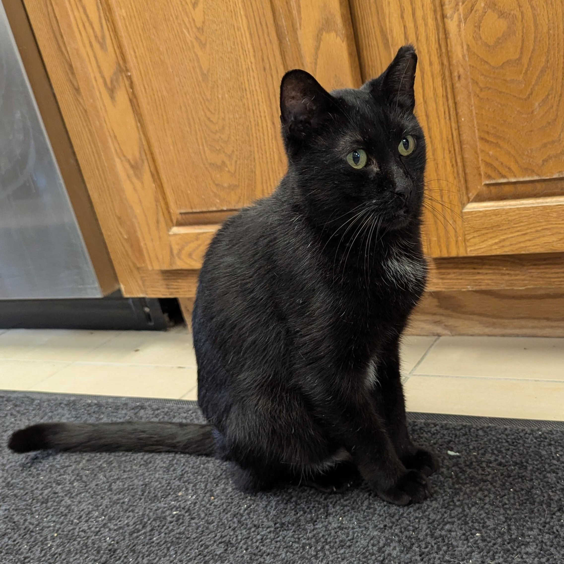 INDY **FIV+, Adoptable, Young Male Domestic Short Hair.