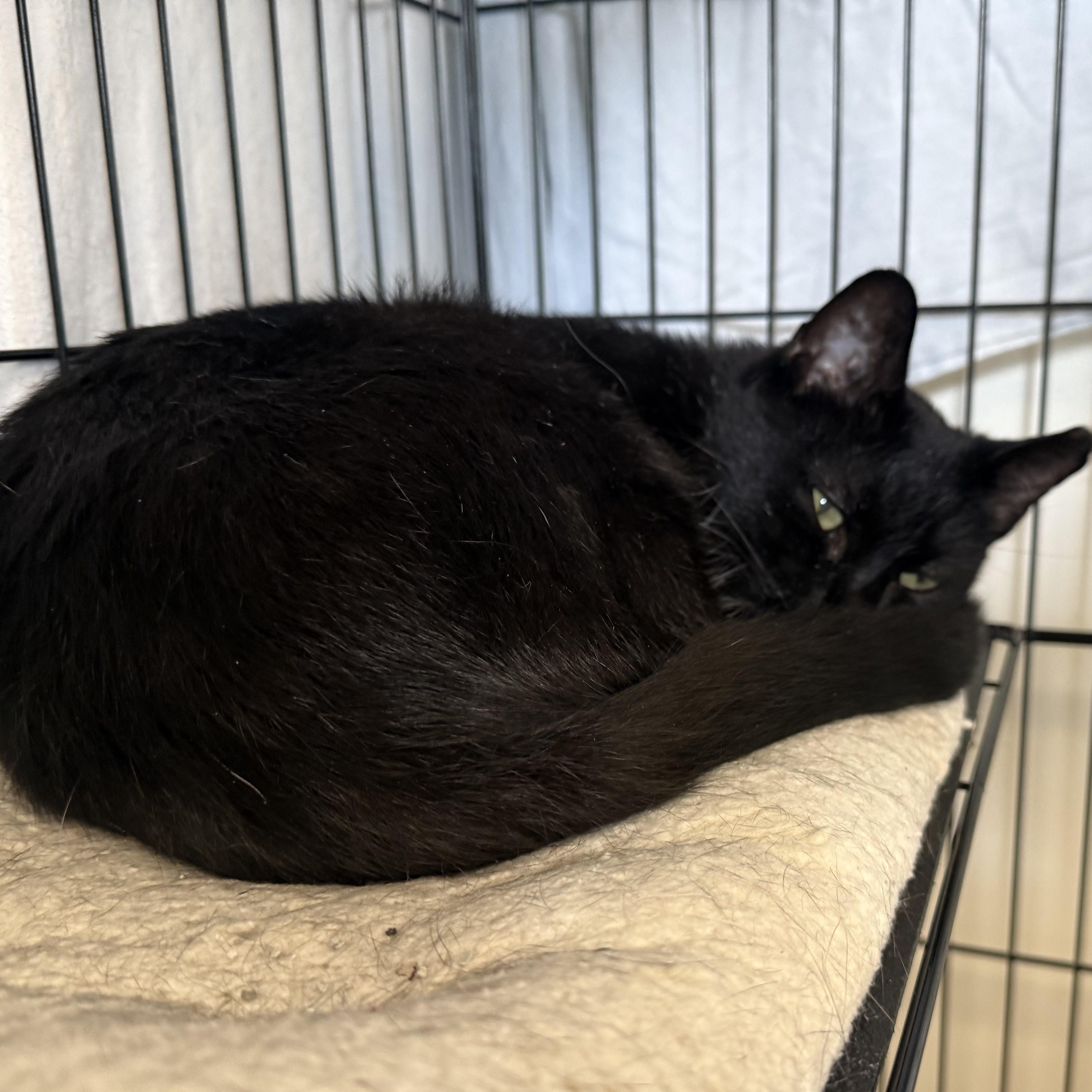 Enlarge INDY **FIV+, a Adoptable Domestic Short Hair in La Crescent, MN image 6/6