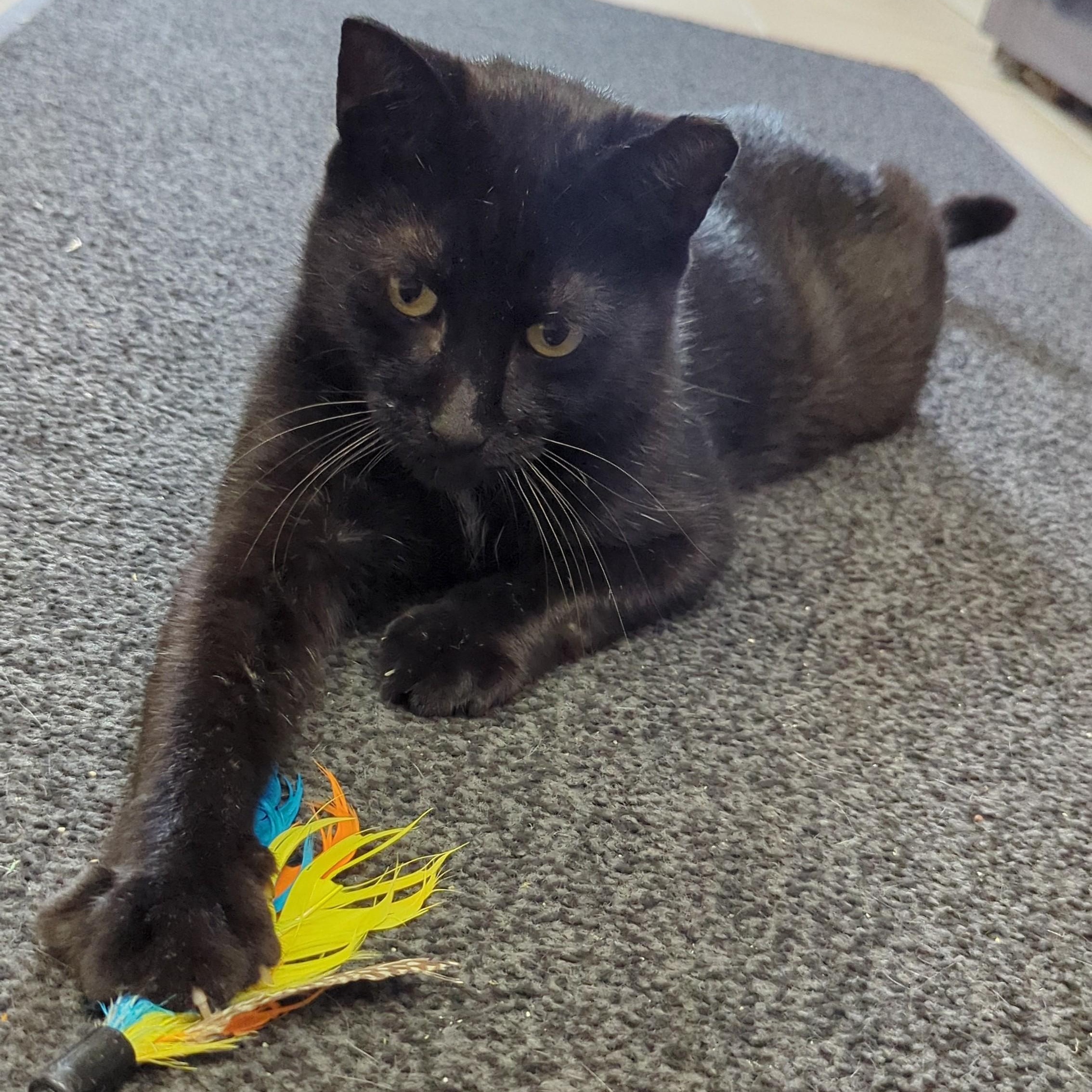 Enlarge INDY **FIV+, a Adoptable Domestic Short Hair in La Crescent, MN image 4/6