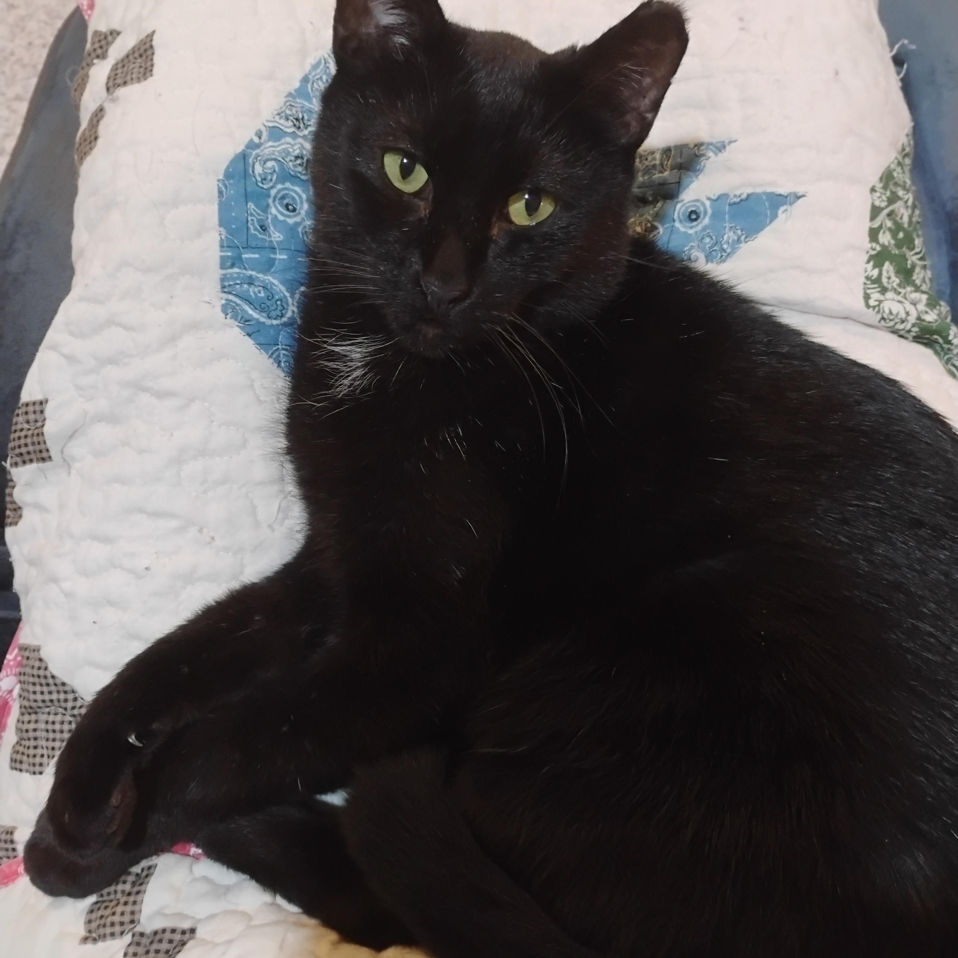 Enlarge INDY **FIV+, a Adoptable Domestic Short Hair in La Crescent, MN image 5/6