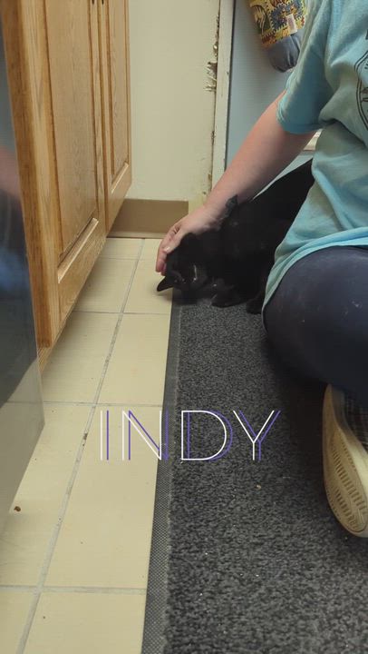 Enlarge INDY **FIV+, a Adoptable Domestic Short Hair in La Crescent, MN video 3/6