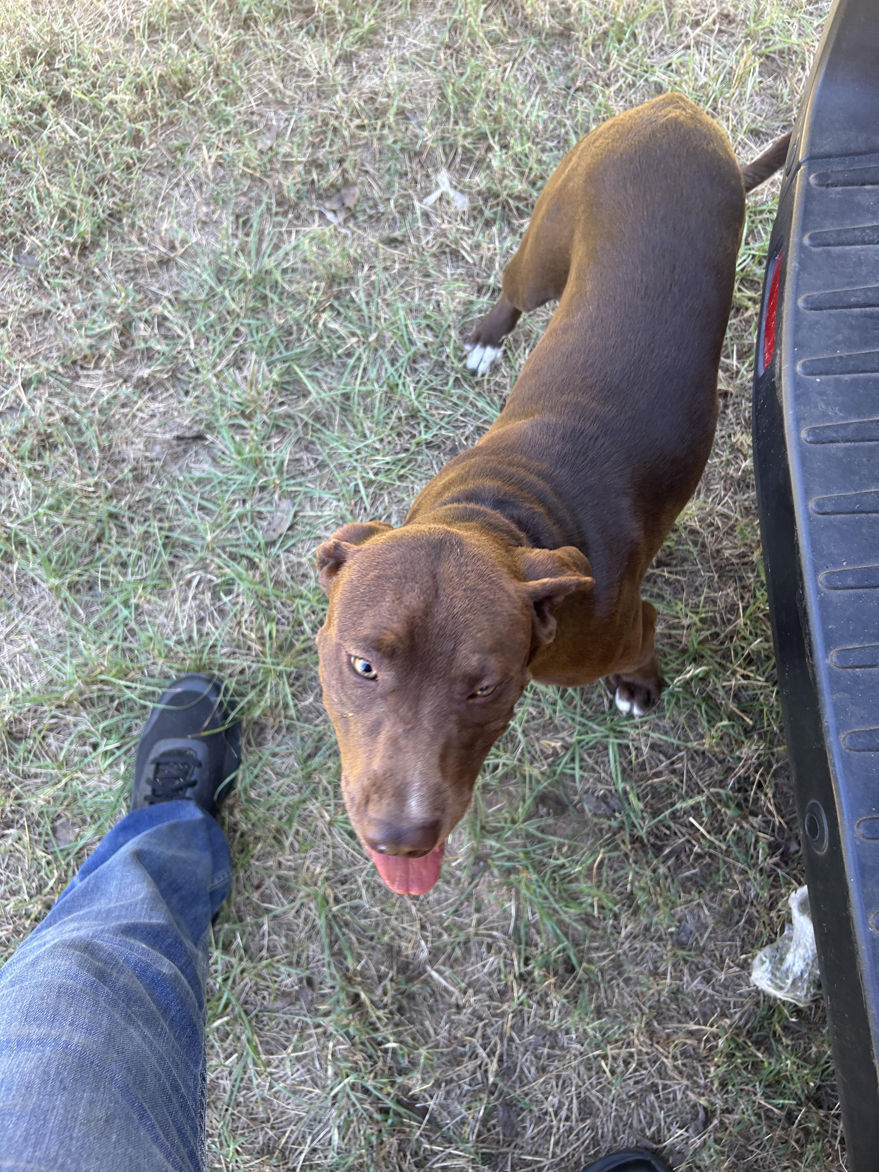 Darriah, a Adoptable mixed breed in Texarkana, TX image 4/4