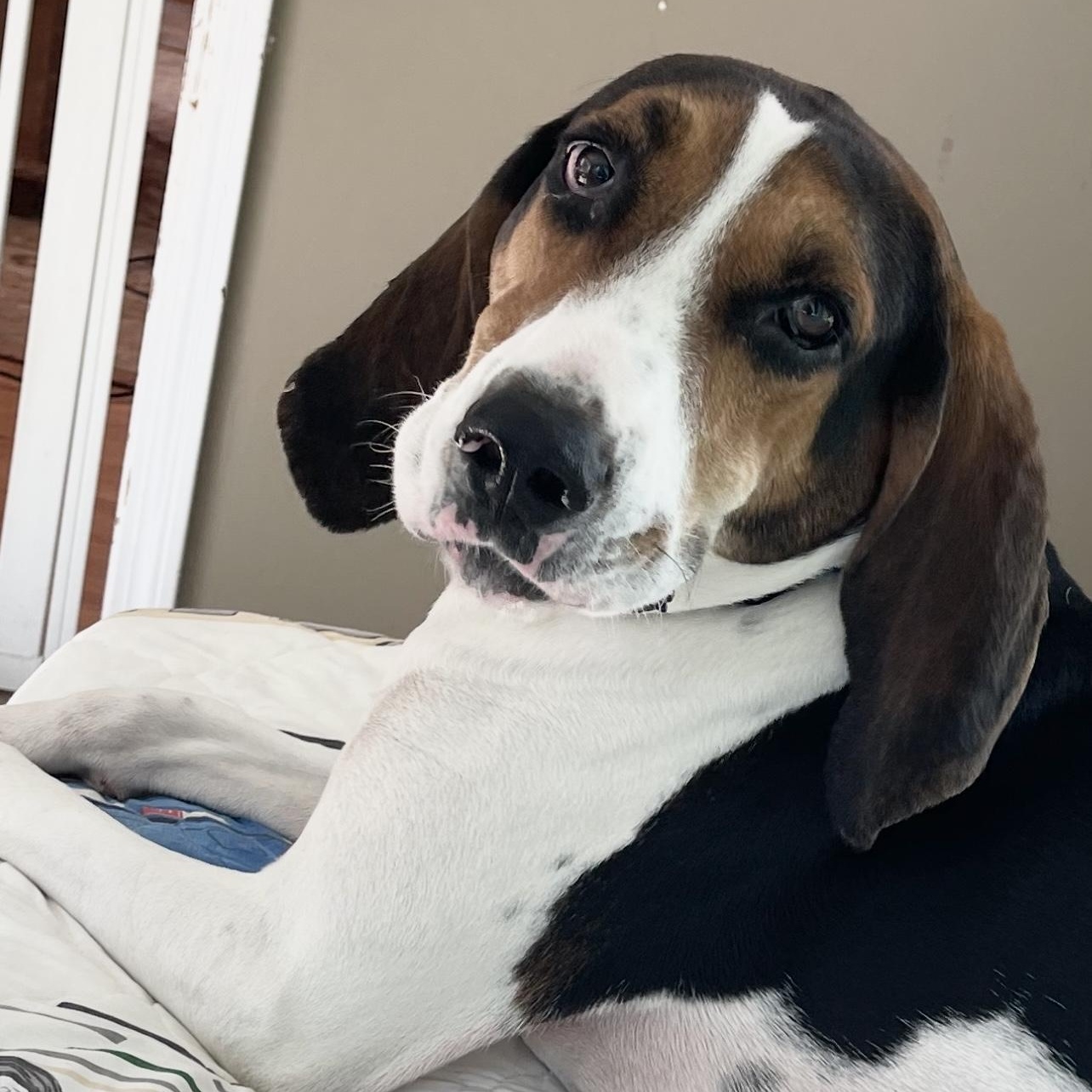 Enlarge Caillou, a Adoptable mixed breed in Hampden, MA image 1/6