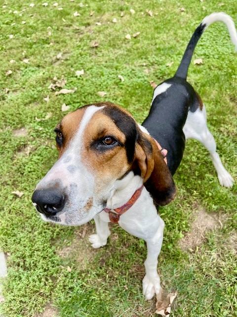 Enlarge Caillou, a Adoptable mixed breed in Hampden, MA image 3/6