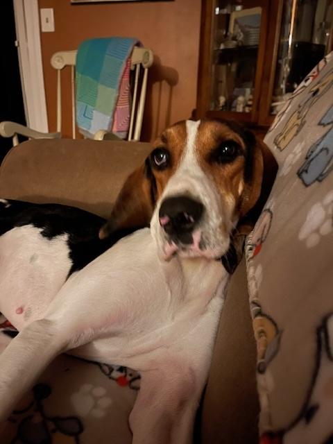 Enlarge Caillou, a Adoptable mixed breed in Hampden, MA image 4/6