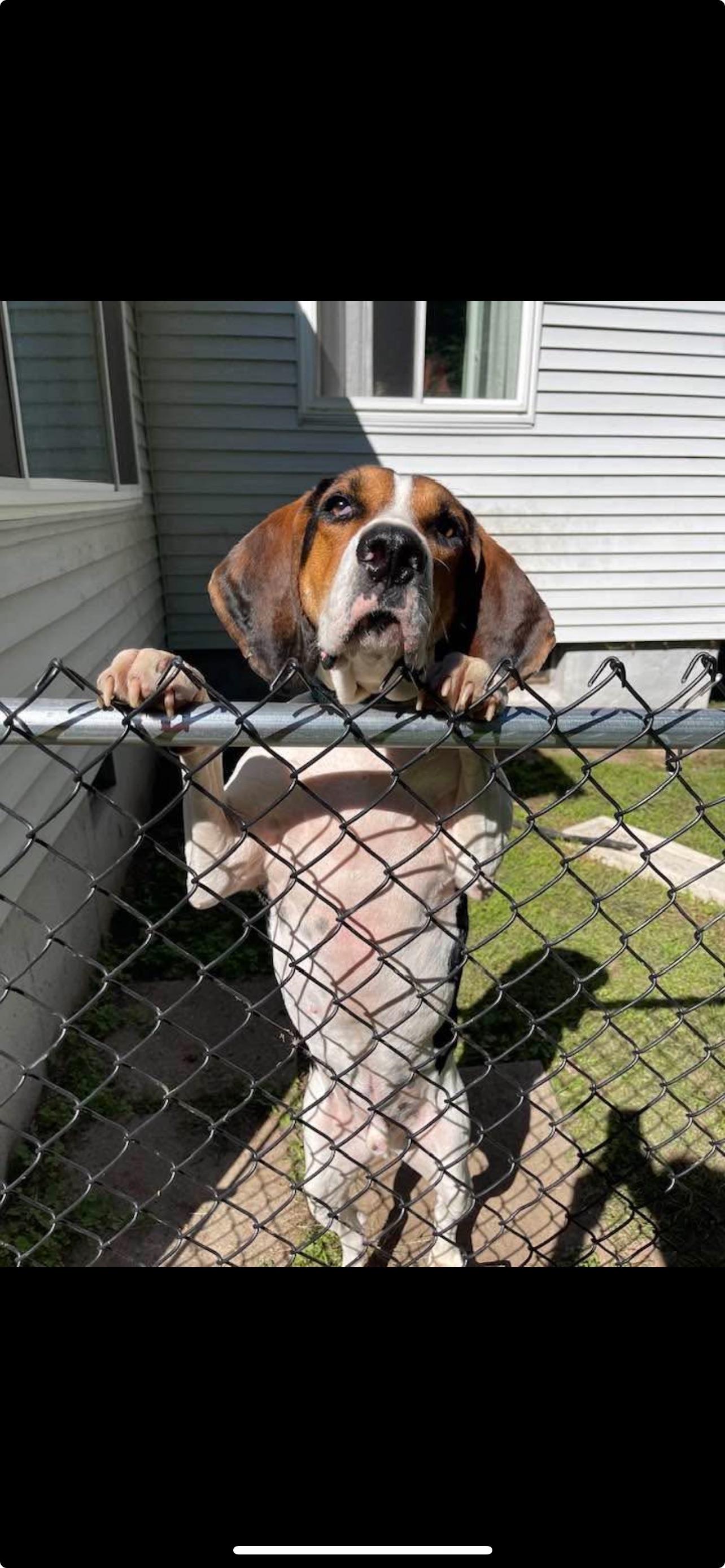 Enlarge Caillou, a Adoptable mixed breed in Hampden, MA image 2/6