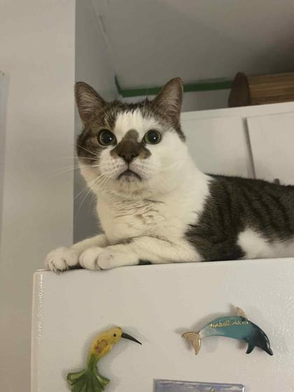 Margot, Adoptable, Senior Female Domestic Short Hair & Domestic Short Hair.