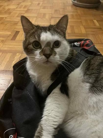 Enlarge Margot, a Adoptable Domestic Short Hair in Montreal, QC image 2/3