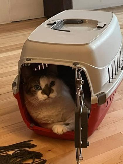 Enlarge Margot, a Adoptable Domestic Short Hair in Montreal, QC image 3/3