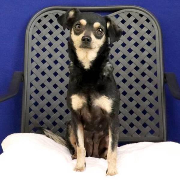 Rosita, Adoptable, Adult Male Chihuahua.