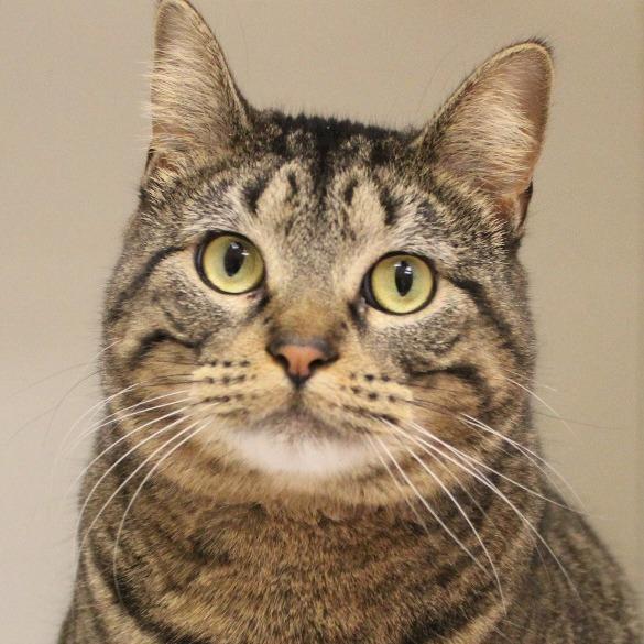 Evangeline, Adoptable, Adult Female Domestic Short Hair.