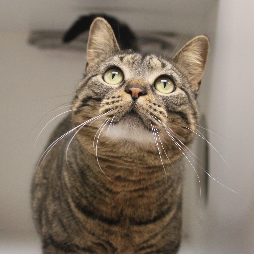 Enlarge Evangeline, a Adoptable Domestic Short Hair in Champaign, IL image 2/6