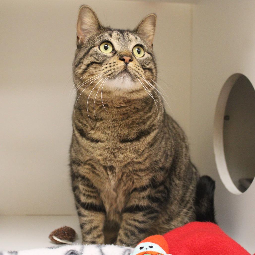 Enlarge Evangeline, a Adoptable Domestic Short Hair in Champaign, IL image 2/3