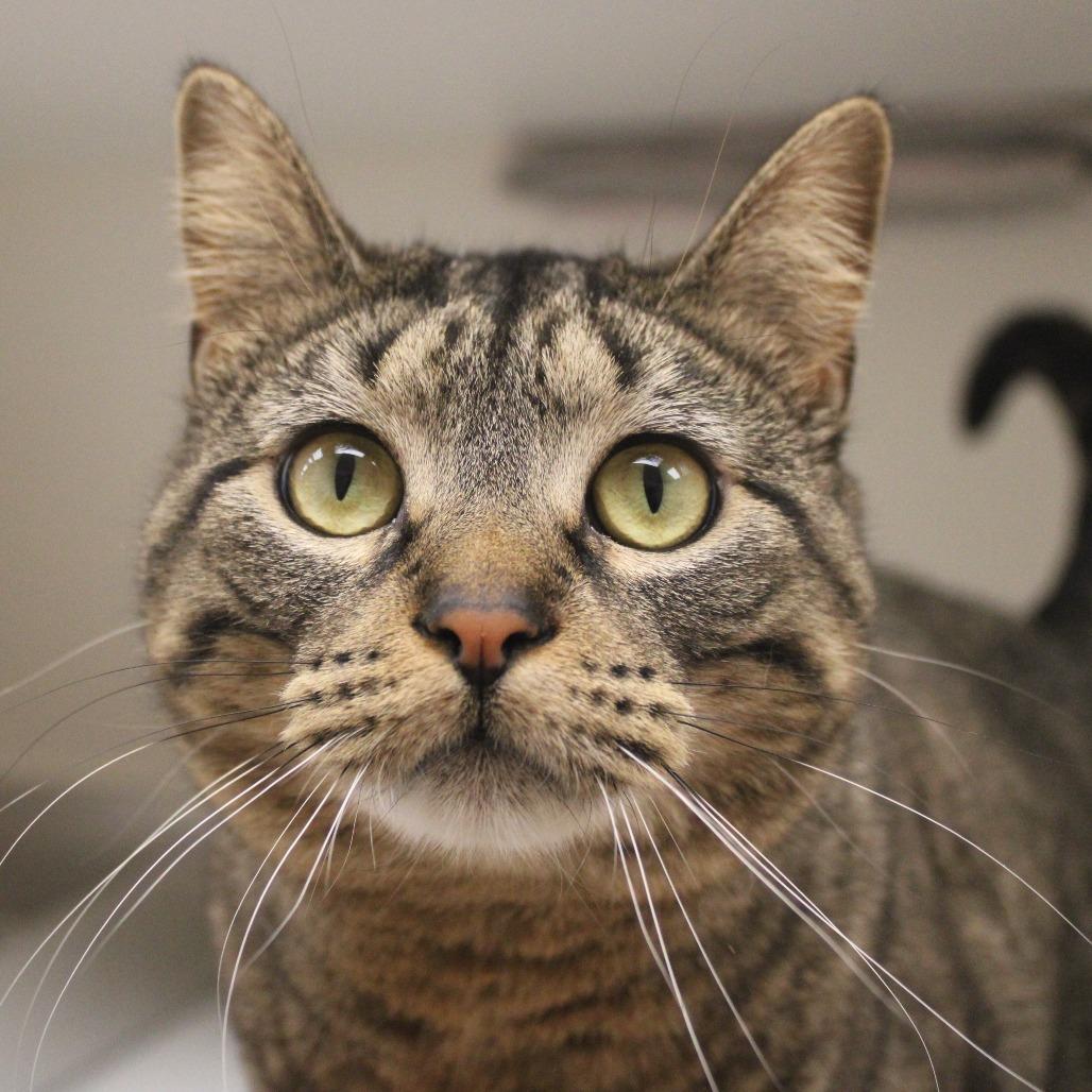 Enlarge Evangeline, a Adoptable Domestic Short Hair in Champaign, IL image 4/6