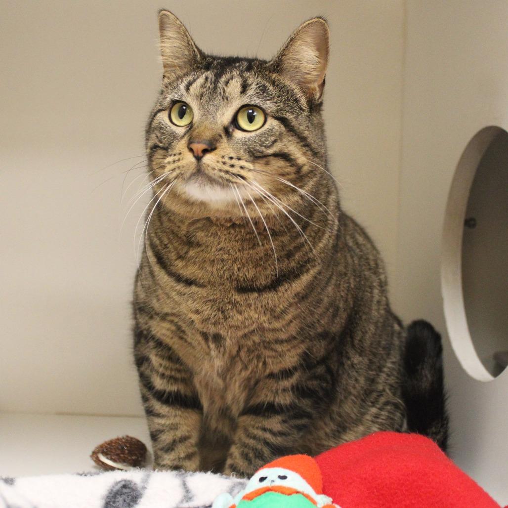 Enlarge Evangeline, a Adoptable Domestic Short Hair in Champaign, IL image 3/3