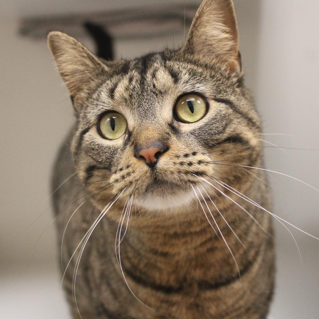 Enlarge Evangeline, a Adoptable Domestic Short Hair in Champaign, IL image 6/6