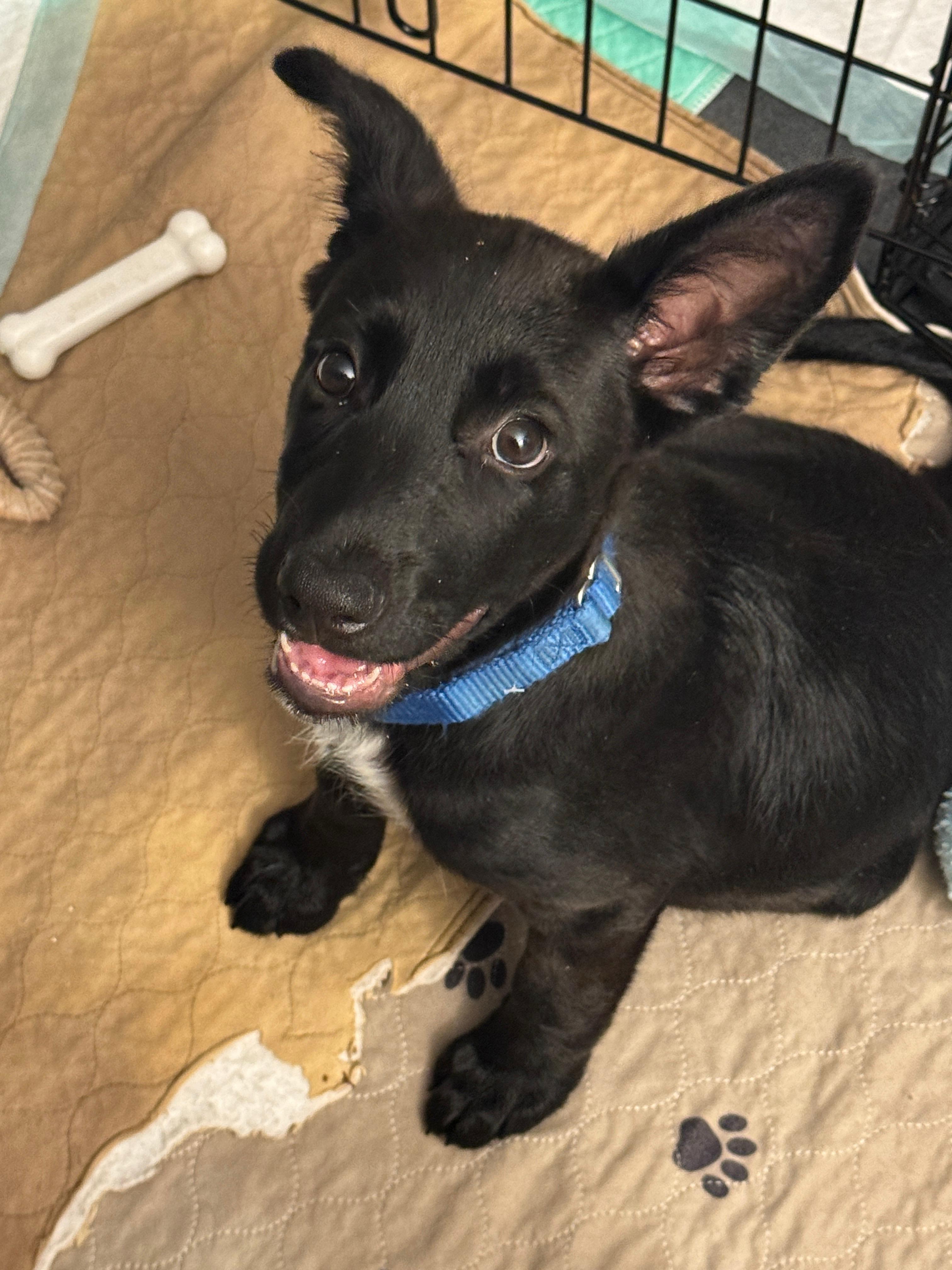 Prada, ADOPTABLE, Young Female Australian Shepherd.