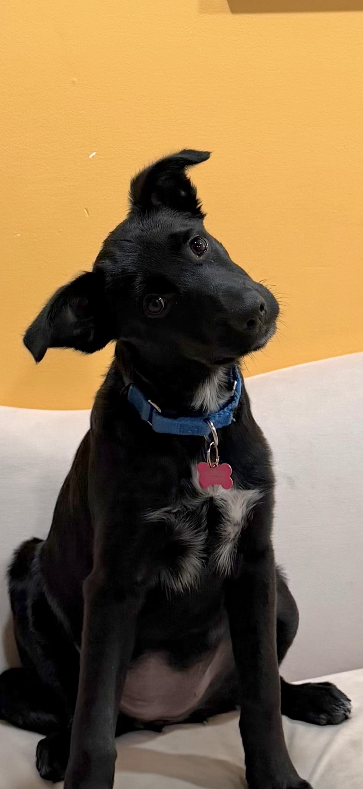 Prada, a ADOPTABLE mixed breed in Glen Rock, NJ image 2/2