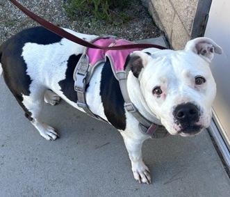 Mama Tahna, ADOPTABLE, Adult Female Pit Bull Terrier.