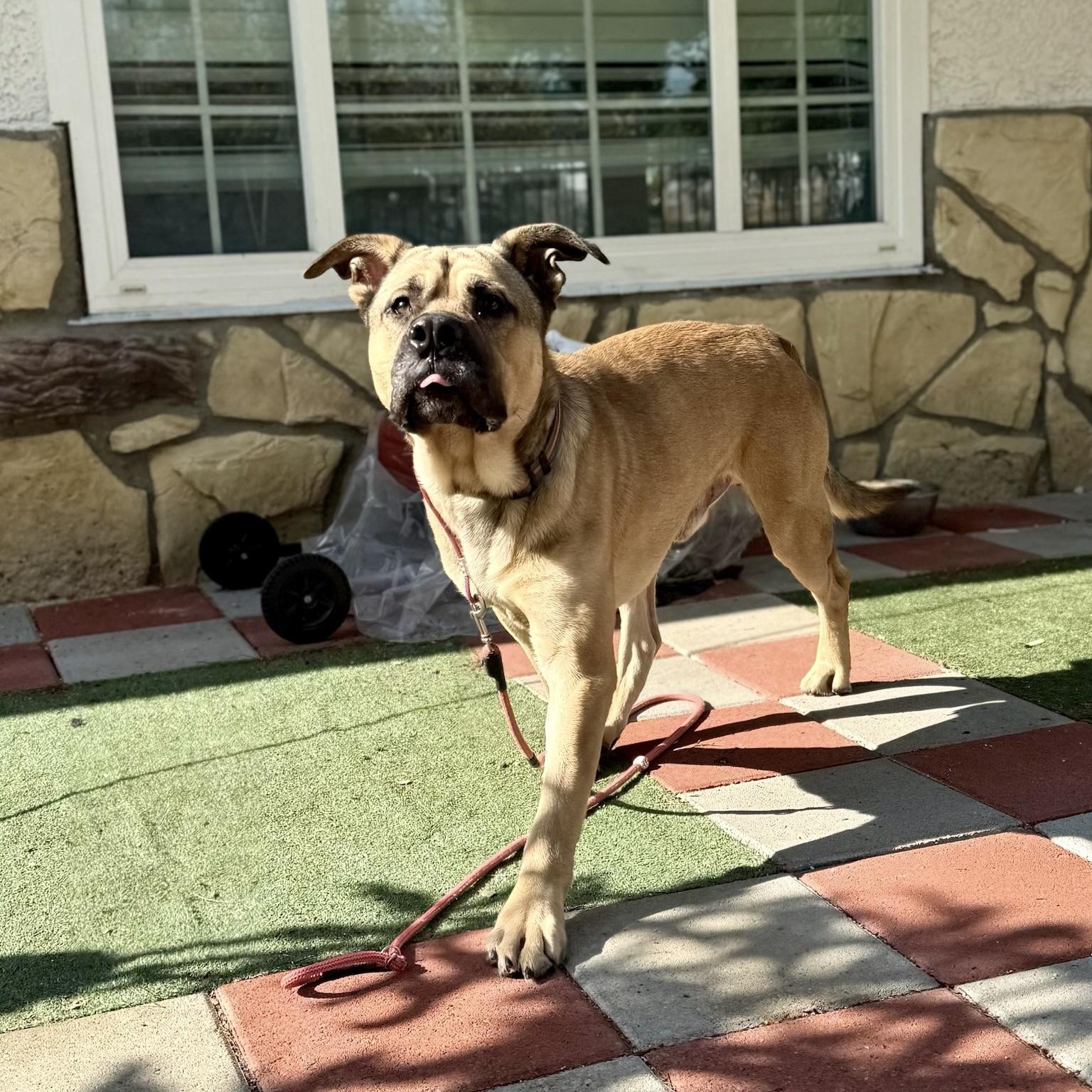 Enlarge Charlie, a Adoptable mixed breed in Huntington Beach, CA image 4/5