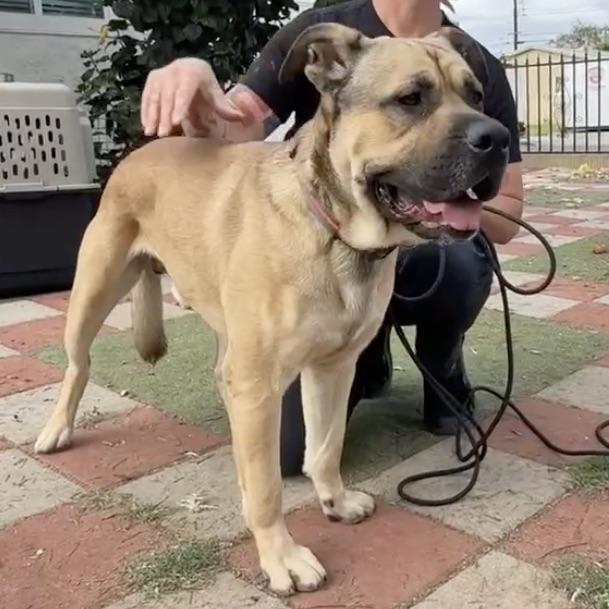 Enlarge Charlie, a Adoptable mixed breed in Huntington Beach, CA image 5/5