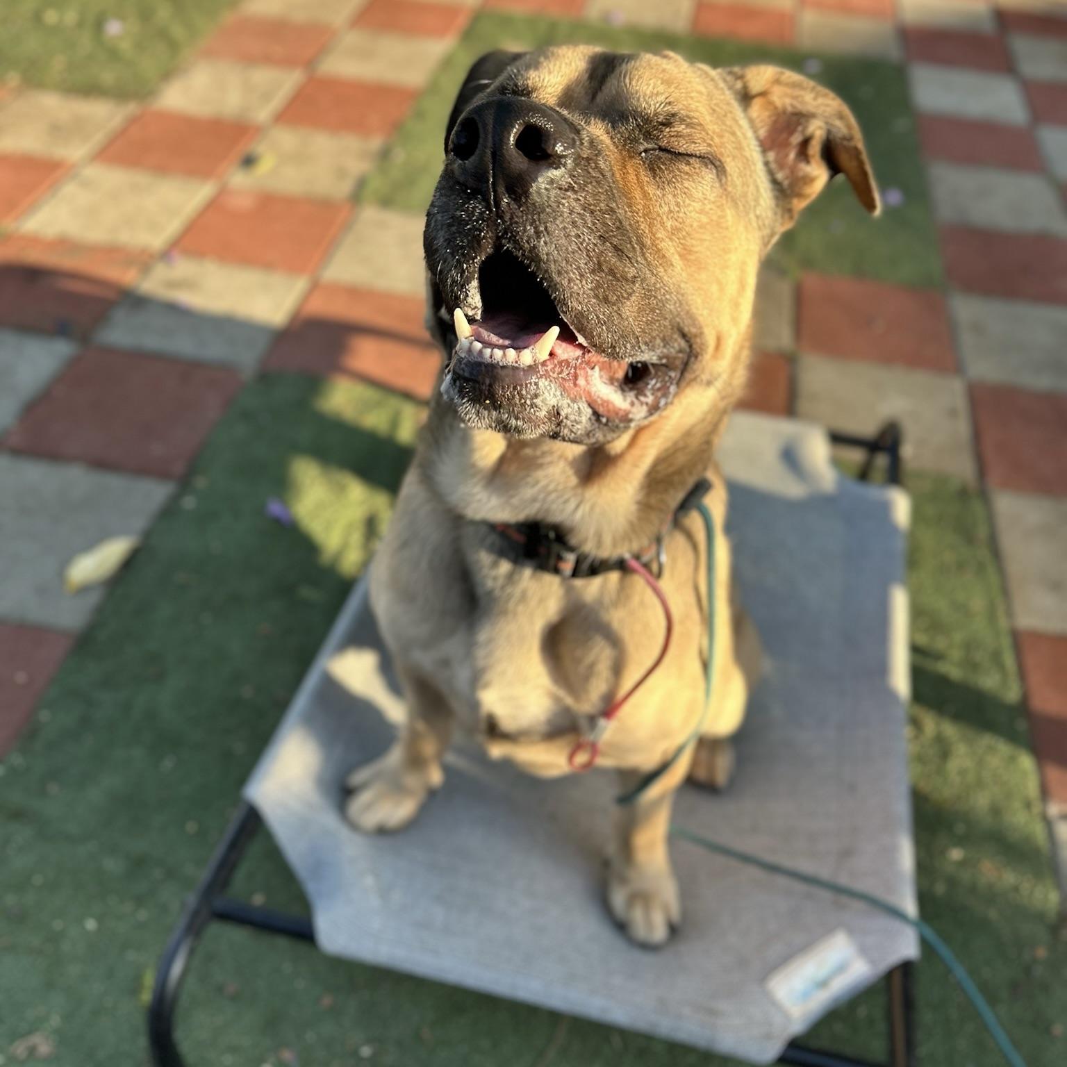 Enlarge Charlie, a Adoptable mixed breed in Huntington Beach, CA image 2/5