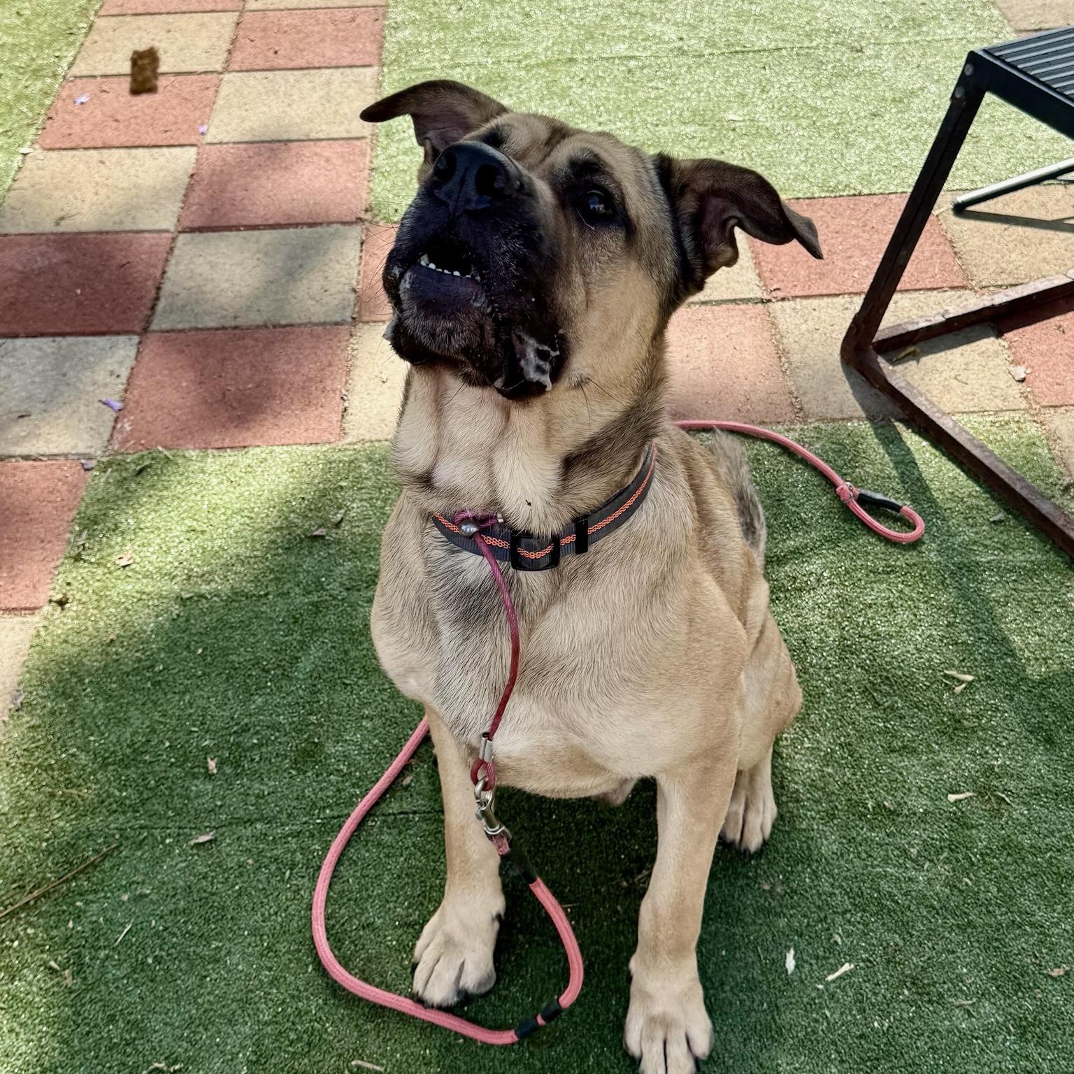 Enlarge Charlie, a Adoptable mixed breed in Huntington Beach, CA image 3/5