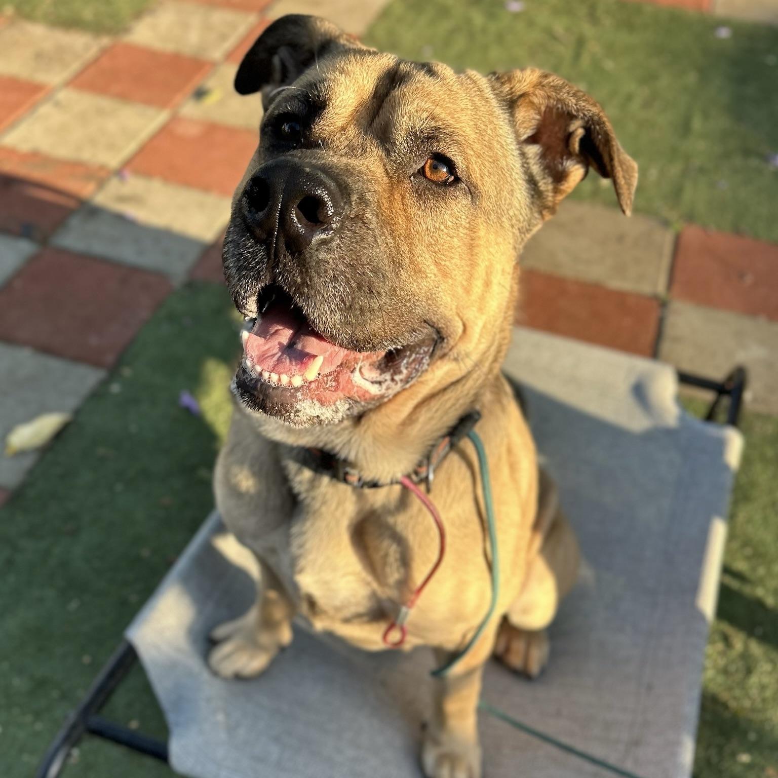 Charlie, Adoptable, Young Male Mastiff.