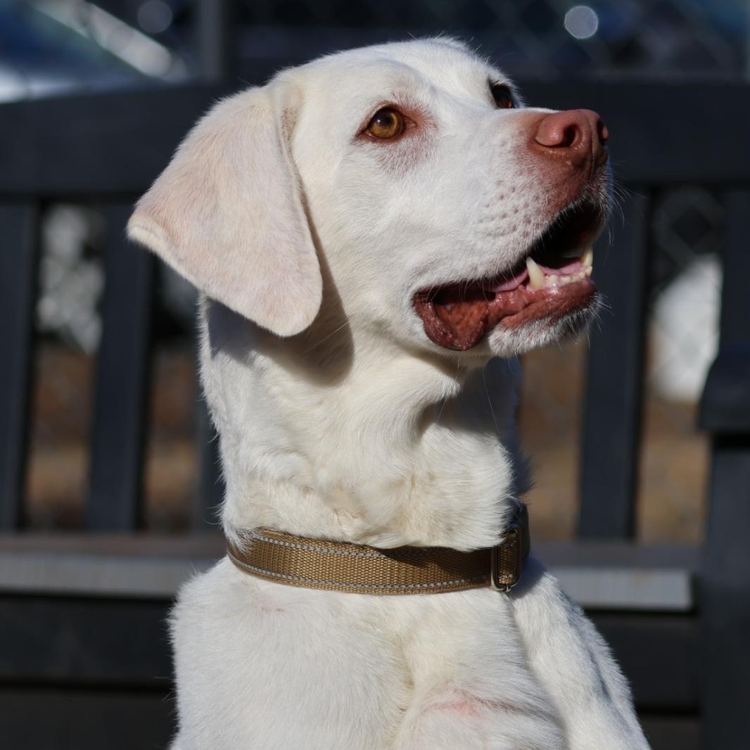 Enlarge Appa, a Adoptable Labrador Retriever in North Haven, CT image 2/4