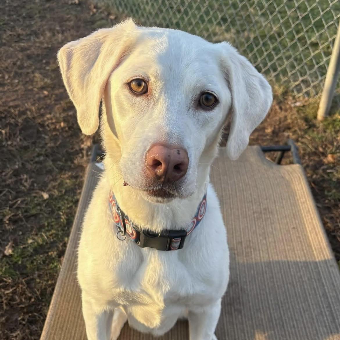 Appa, Adoptable, Adult Male Labrador Retriever.