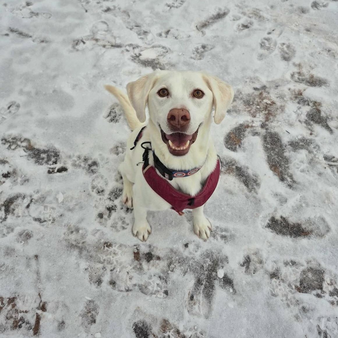 Appa, a Adoptable Labrador Retriever in North Haven, CT image 2/6