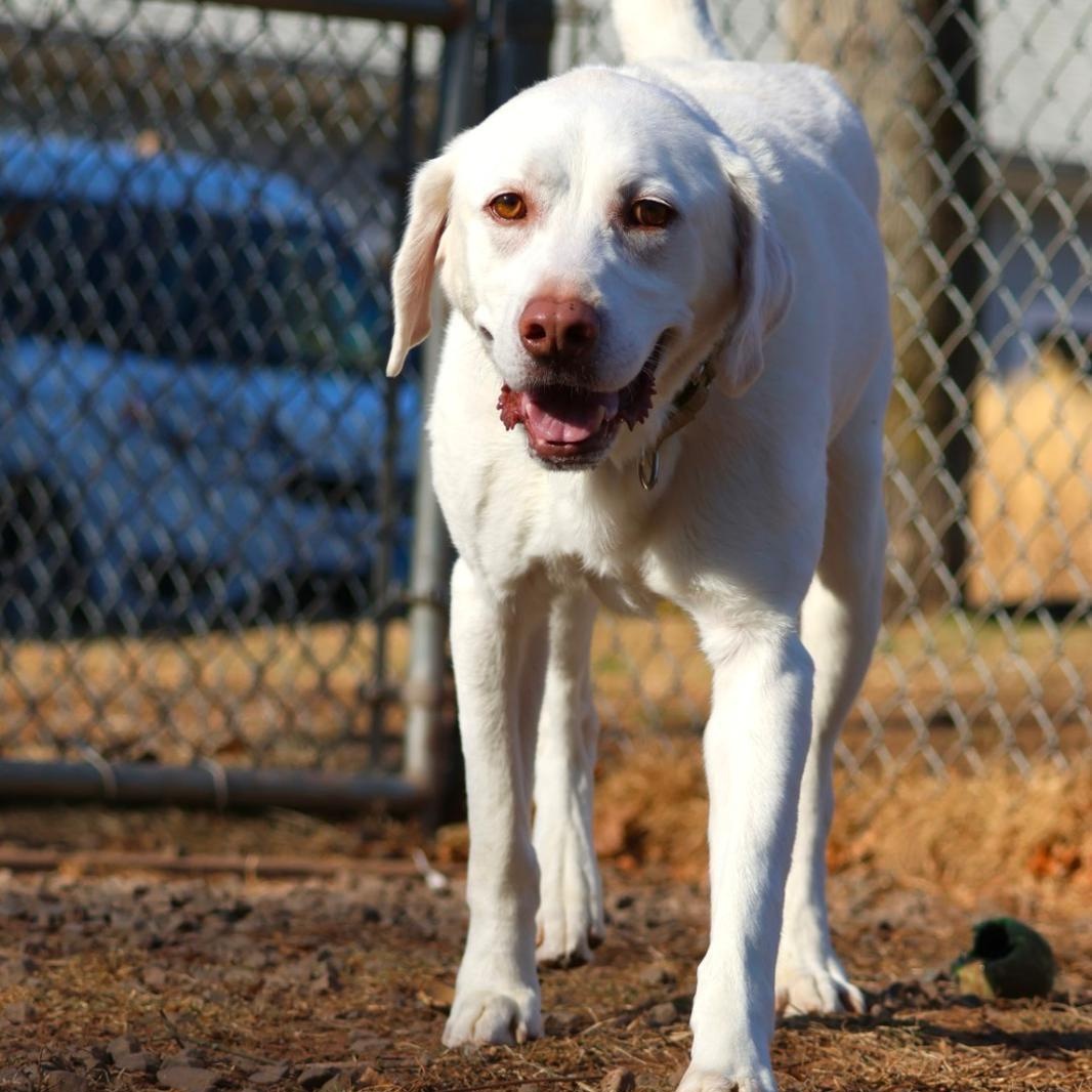 Enlarge Appa, a Adoptable Labrador Retriever in North Haven, CT image 3/4