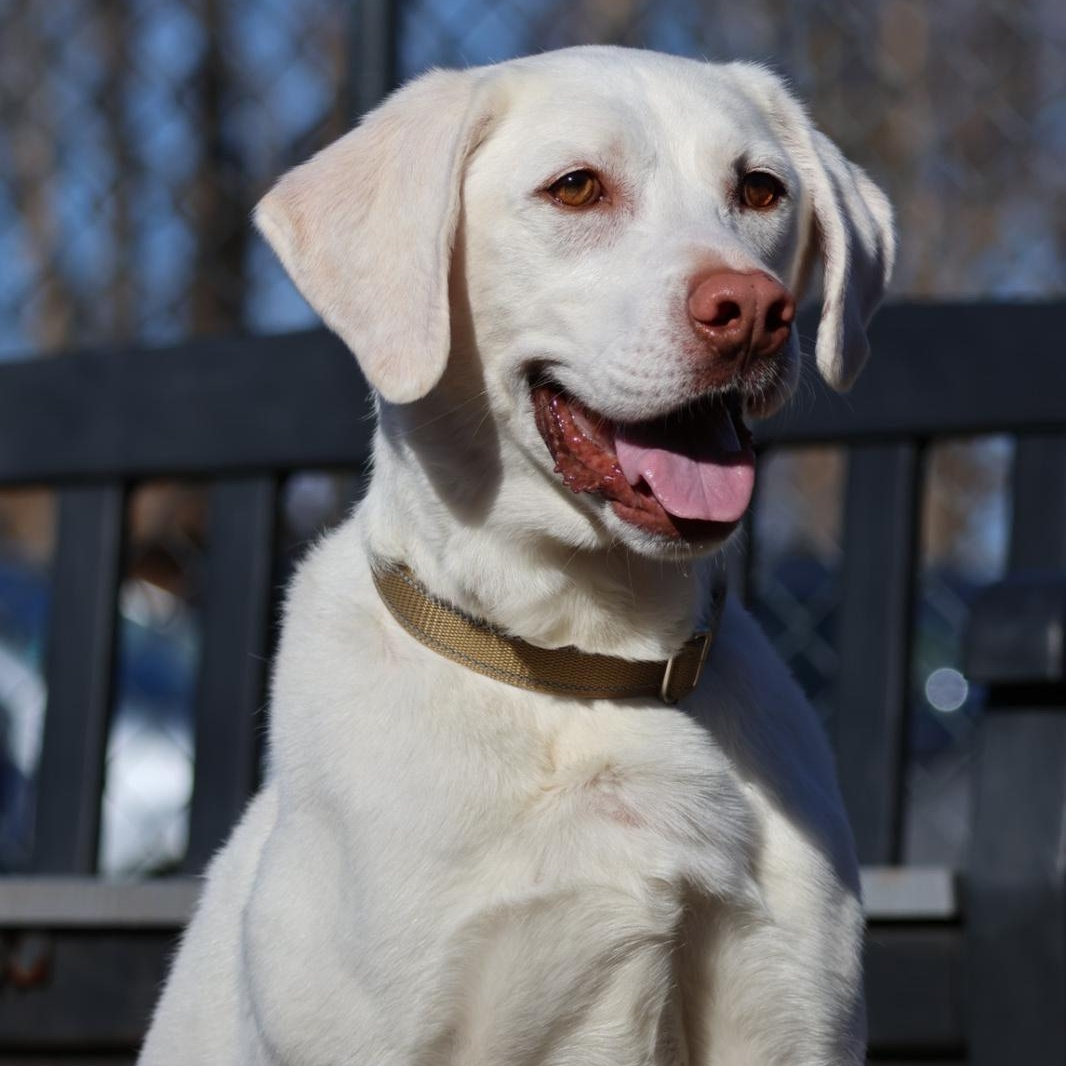 Enlarge Appa, a Adoptable Labrador Retriever in North Haven, CT image 1/4