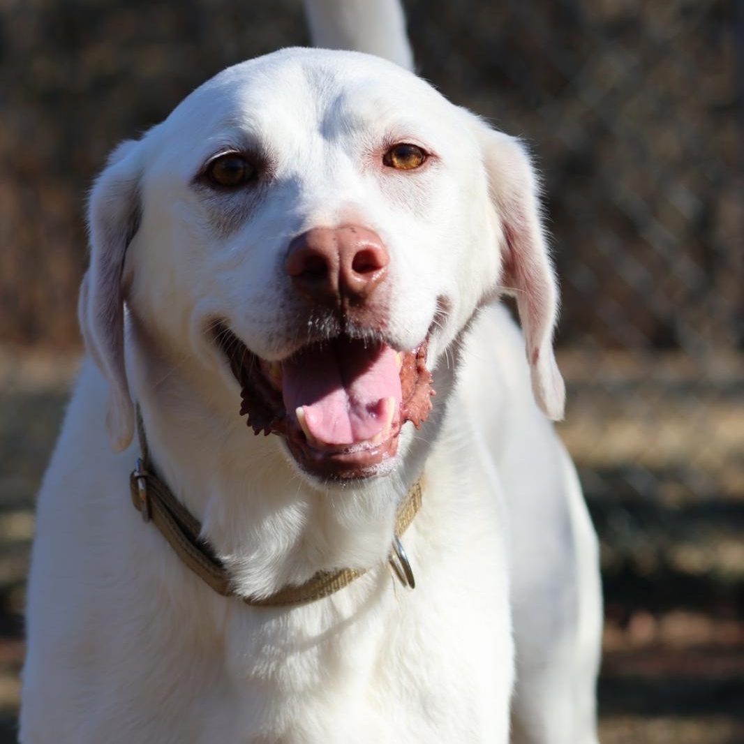 Enlarge Appa, a Adoptable Labrador Retriever in North Haven, CT image 4/4