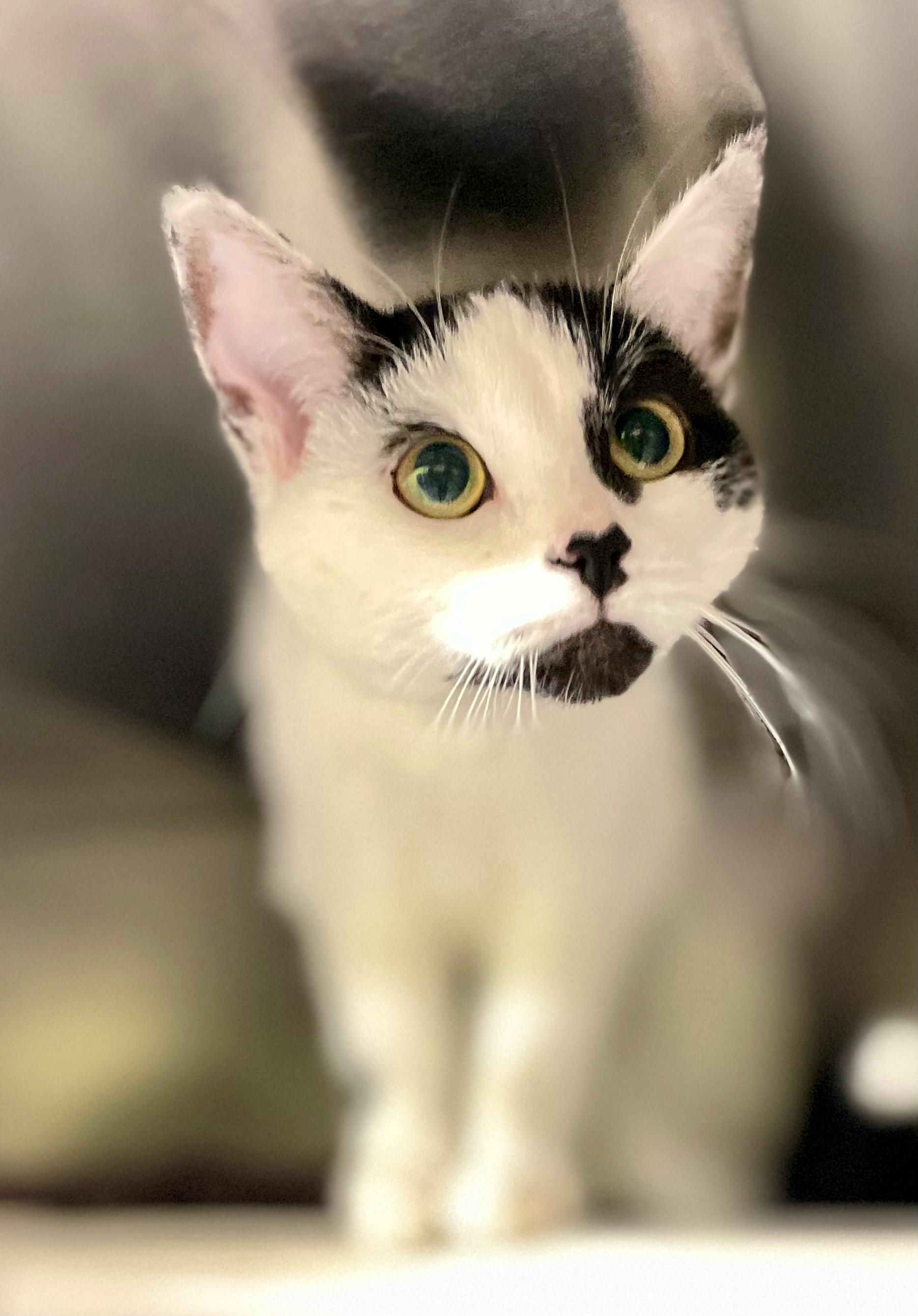 Annabelle, an adoptable Domestic Short Hair in Hamilton, ON image 3/4