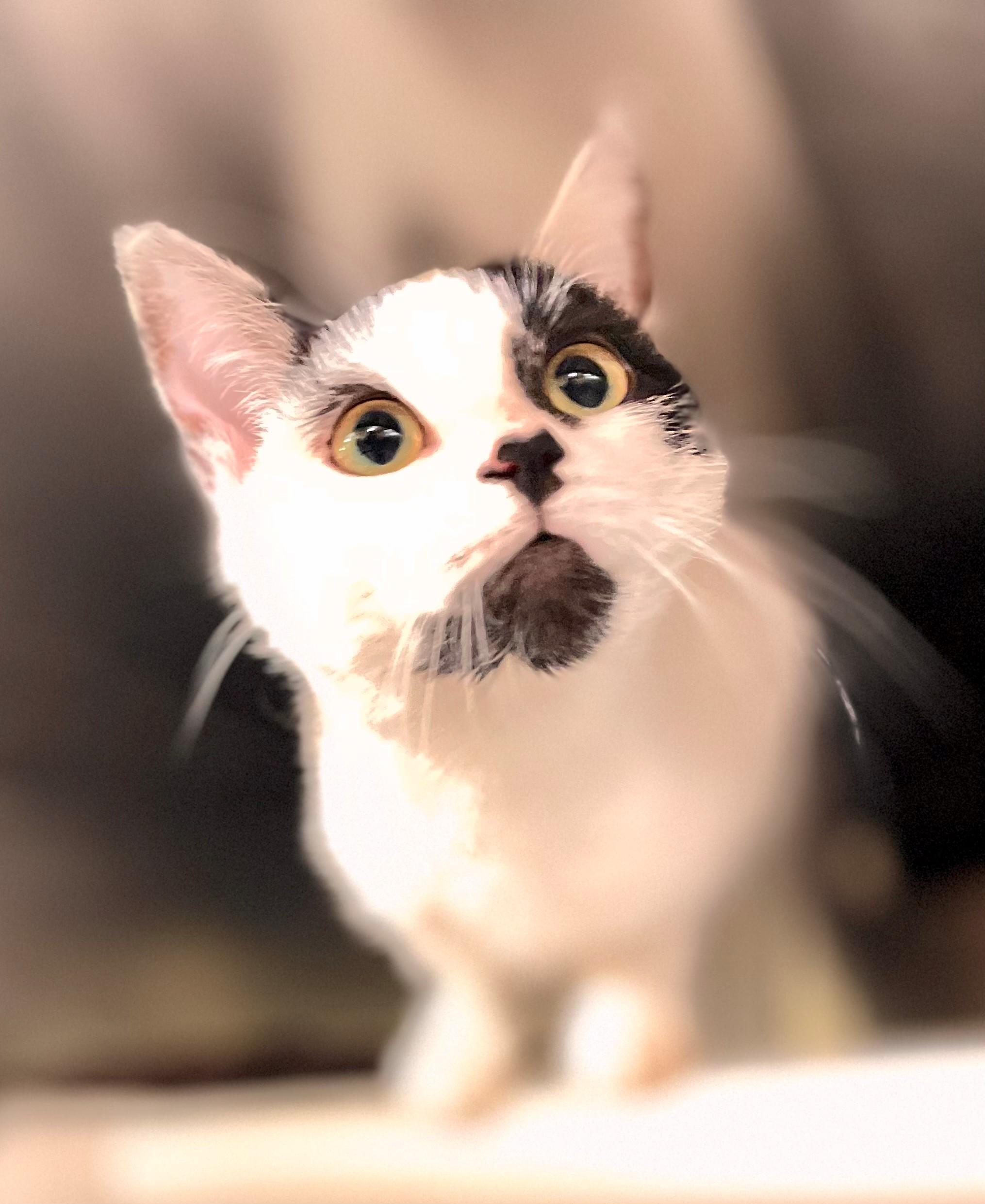 Annabelle, an adoptable Domestic Short Hair in Hamilton, ON image 2/4