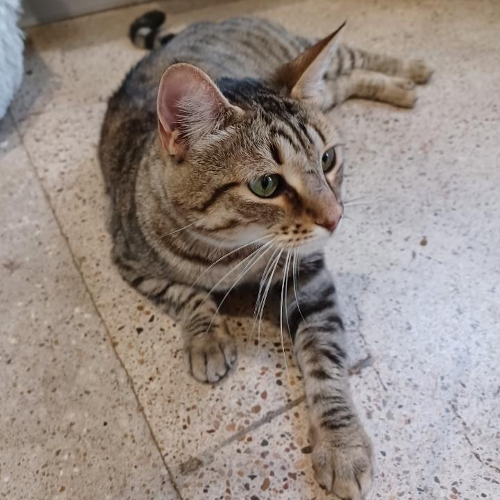 Layla 5, Adoptable, Adult Female American Shorthair & American Shorthair.